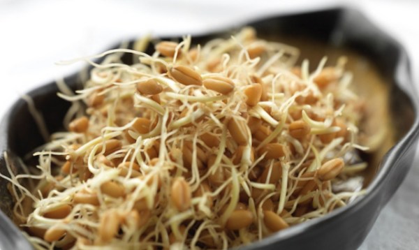 1-organik bugday filizi